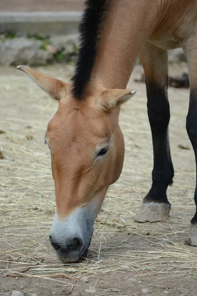 Cavallo. — Foto Stock