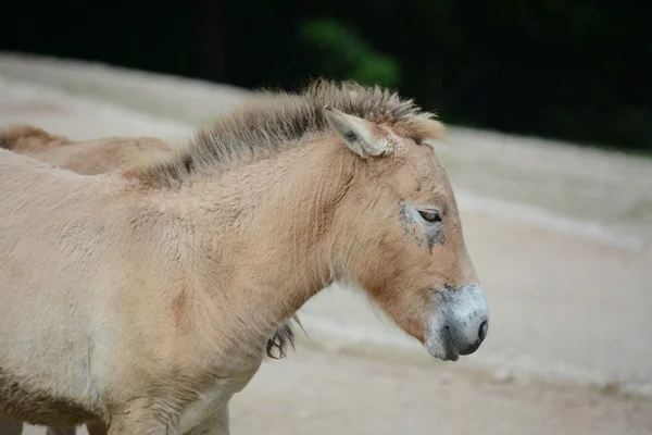 Paard. — Stockfoto