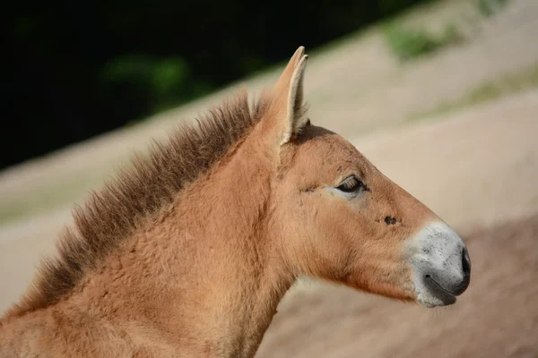 Cavallo. — Foto Stock
