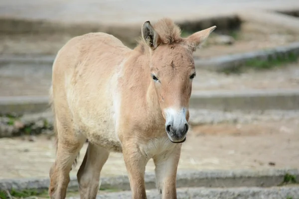Paard. — Stockfoto