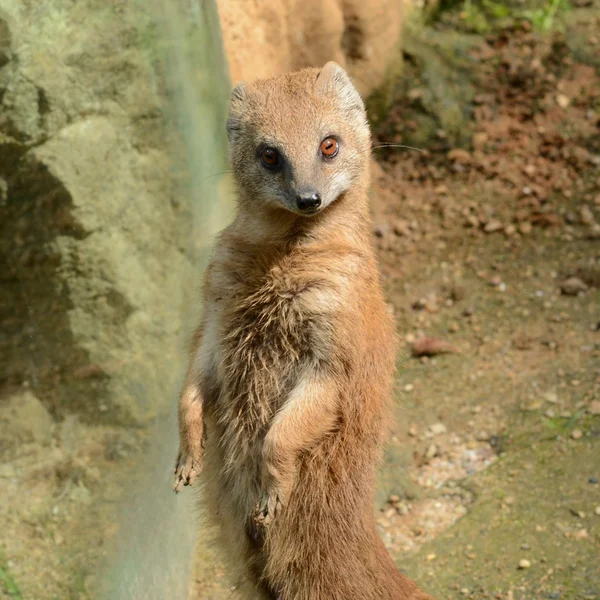 Mongoose. — Stock Photo, Image