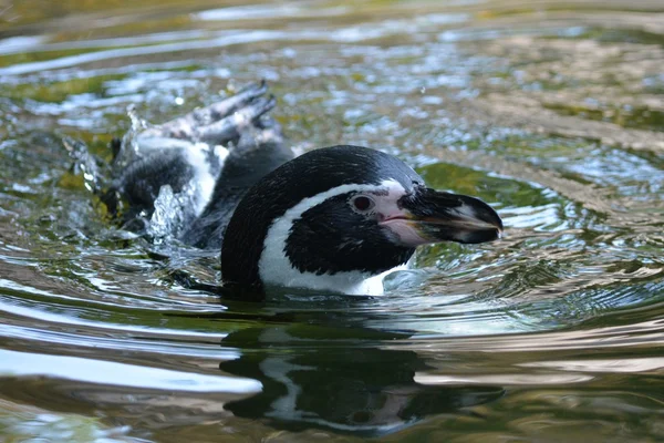 Pinguim. — Fotografia de Stock