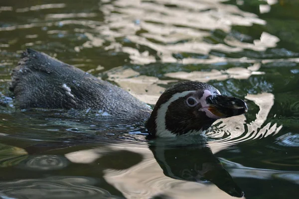 Pinguïn. — Stockfoto