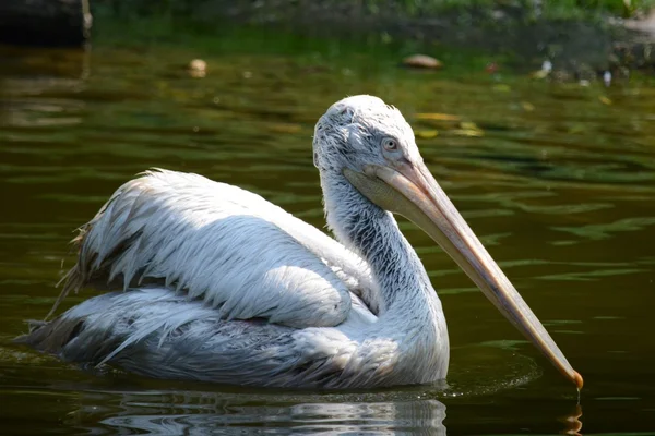 Pelikan. — Stockfoto