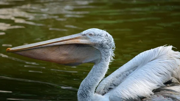 Pelikan. — Stok fotoğraf