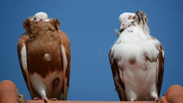 Pigeons. — Stock Photo, Image