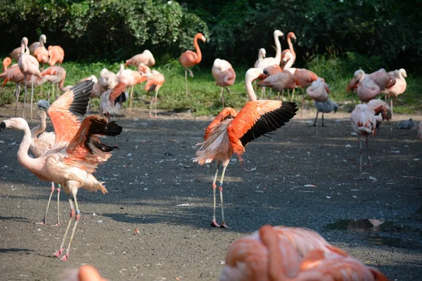 Flamingo. —  Fotos de Stock