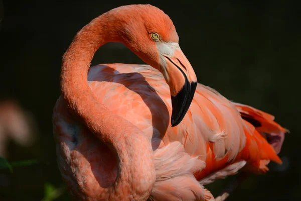 Flamingo. — Stockfoto