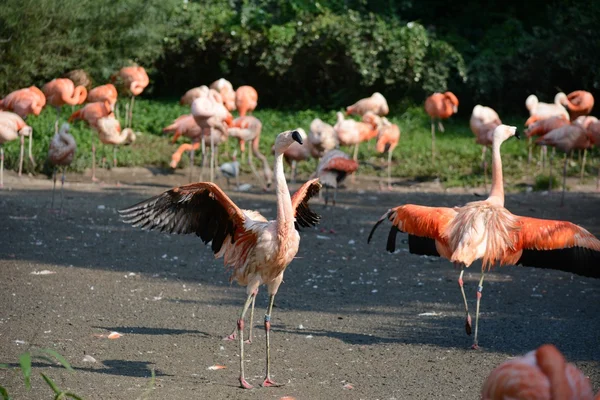 Flamingo. —  Fotos de Stock