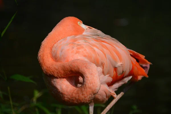 Flamingo. — Fotografia de Stock