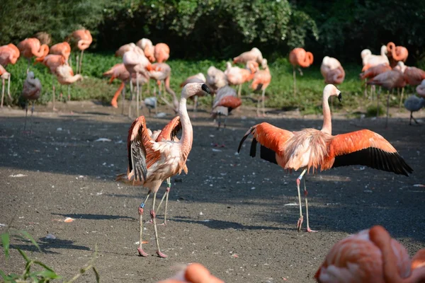 Flamingo. —  Fotos de Stock