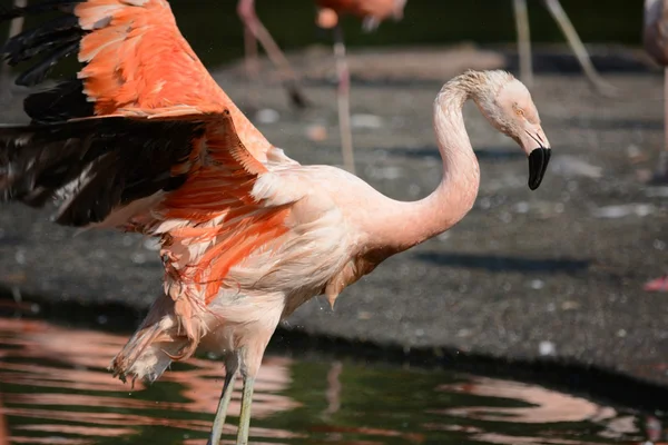 Flamingo. —  Fotos de Stock