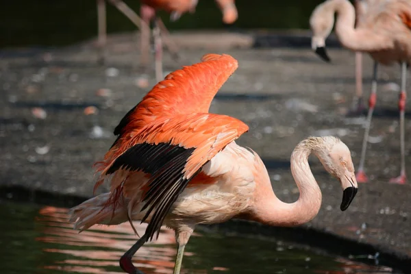 Flamingo. —  Fotos de Stock