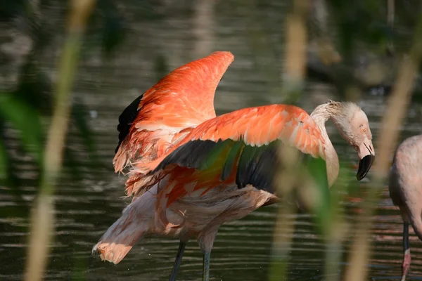 Flamingo. — Stock Photo, Image