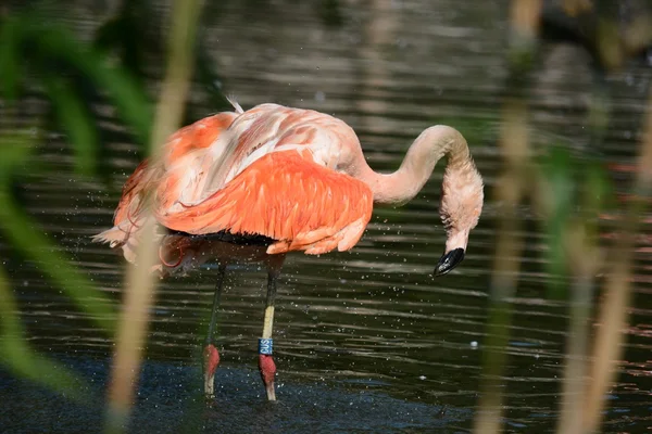 Flamingo. — Stock Photo, Image