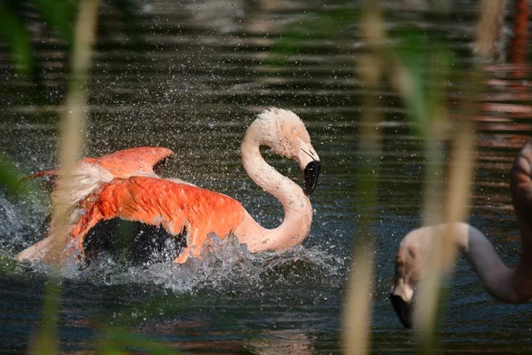 Flamingo. — Stock Photo, Image