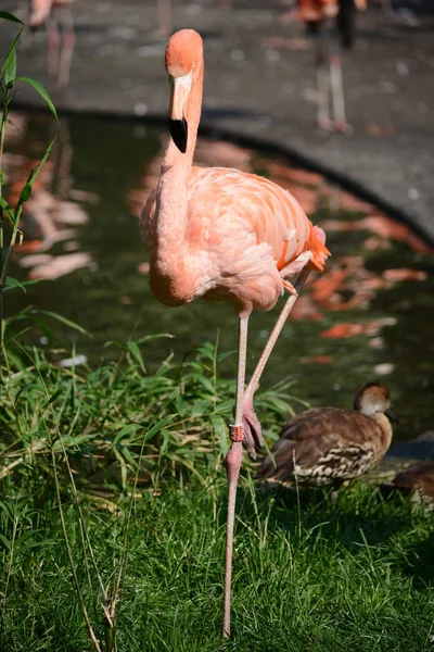 Flamingo. —  Fotos de Stock