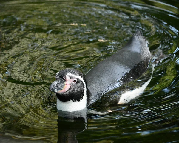 Pingwin. — Zdjęcie stockowe