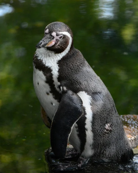 Pinguïn. — Stockfoto