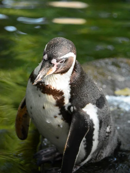 Pingüino. —  Fotos de Stock