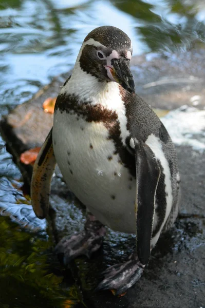 Pinguim. — Fotografia de Stock