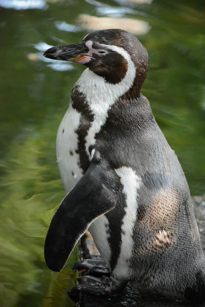 Pinguino. — Foto Stock