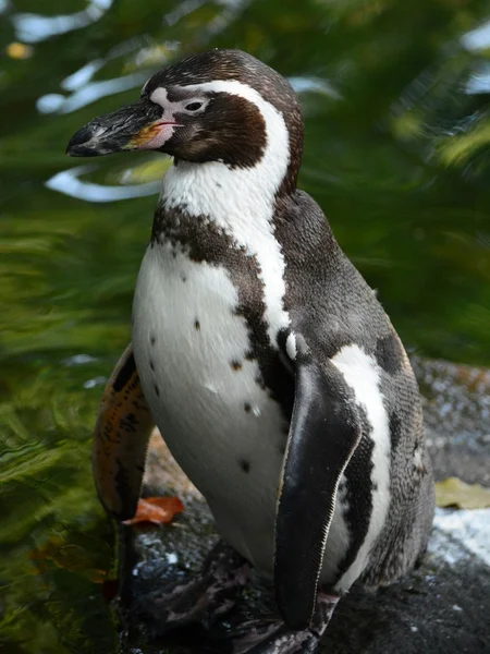 Pingouin. — Photo