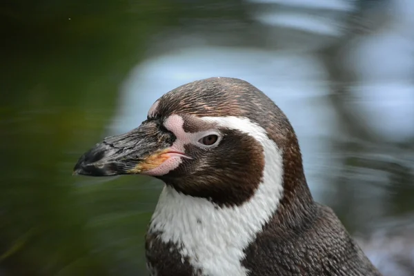 Pingvin. – stockfoto