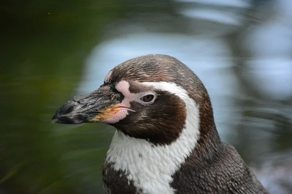 Pinguino. — Foto Stock