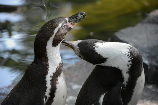 Pinguin. — Stockfoto