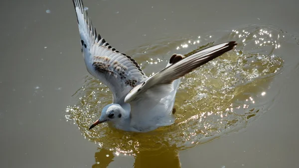 Aves. — Fotografia de Stock