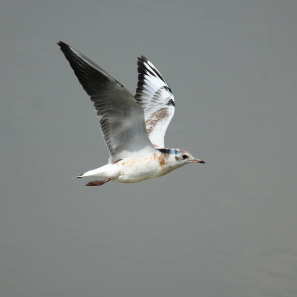 Aves. — Foto de Stock