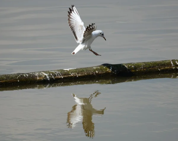 Aves. — Foto de Stock