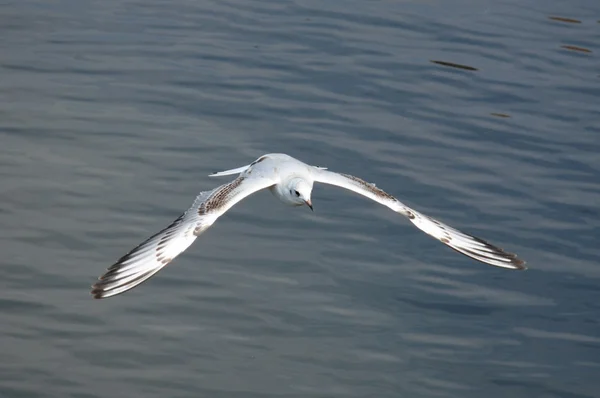 Fåglar. — Stockfoto