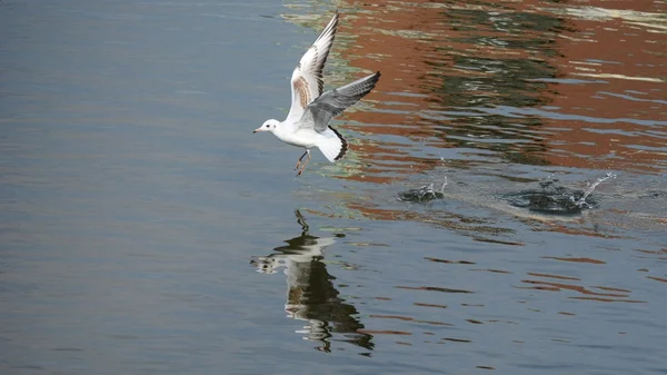 Aves. — Fotografia de Stock