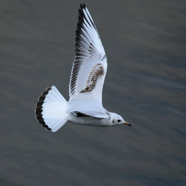 鳥. — ストック写真