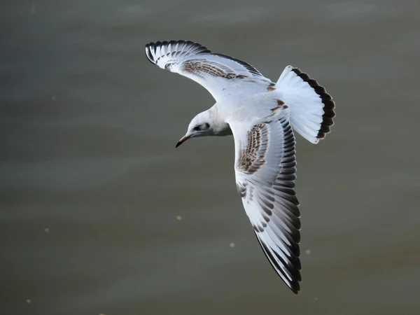 Aves. — Fotografia de Stock