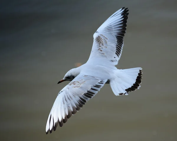 鳥. — ストック写真