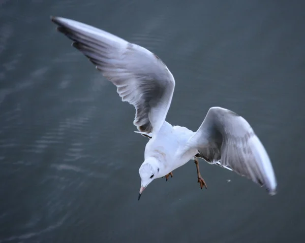 鳥. — ストック写真