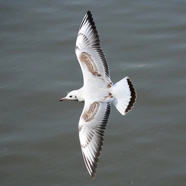 Aves. — Fotografia de Stock