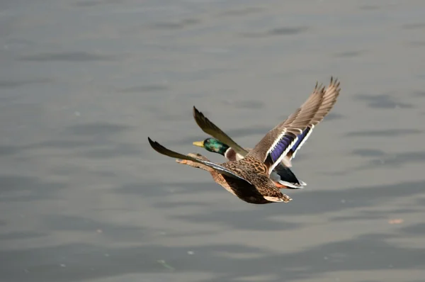 Aves. — Fotografia de Stock