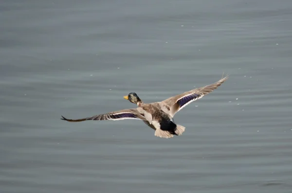 Aves. — Fotografia de Stock