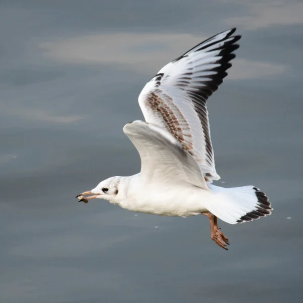 鳥. — ストック写真