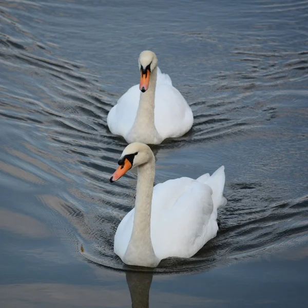 Aves. — Fotografia de Stock