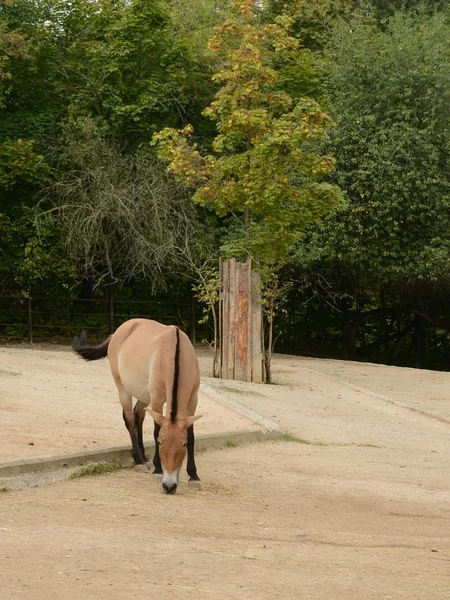 Horse. — Stock Photo, Image