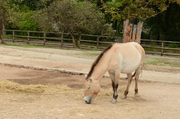 Pferd. — Stockfoto