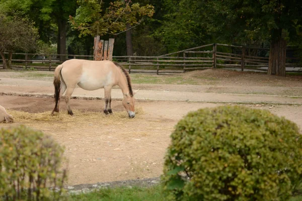 Kůň. — Stock fotografie