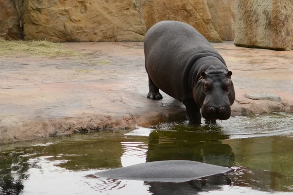 Hippo. — Stok Foto