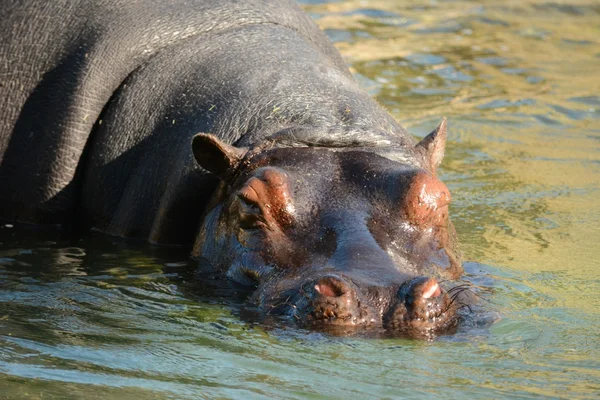 Nilpferd. — Stockfoto