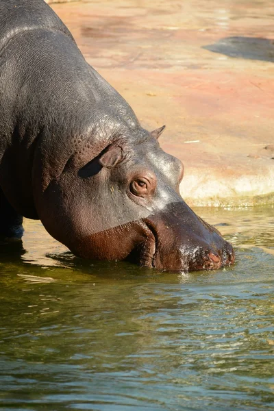 Nilpferd. — Stockfoto